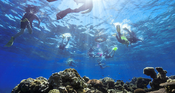 Big Cat Green Island Reef Cruises Snorkeling