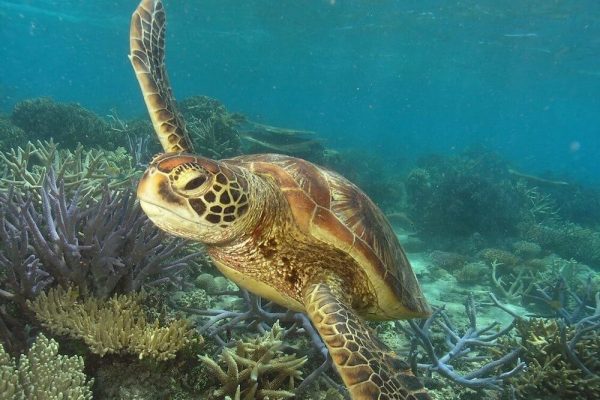 Big Cat Green Island Reef Cruises Turtle