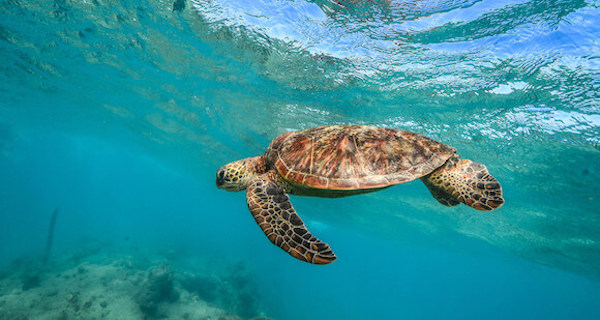 Green Island Half Day tour - Turtles