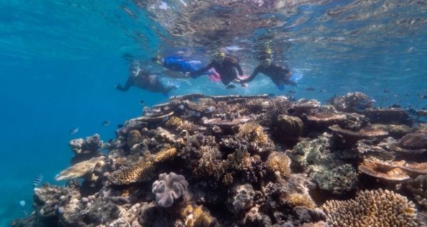 Green Island Snorkel Safari