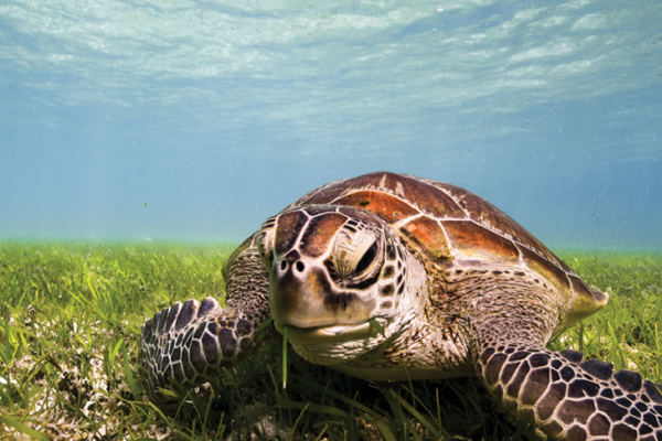 Big Cat Green Island_Snorkel Experience_Turtle