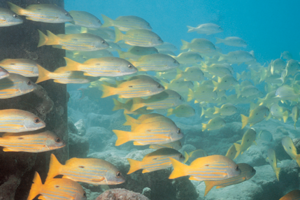 Big Cat Green Island_Snorkel Experience_Fish Big Cat Green Island_Snorkel Experience_Fish