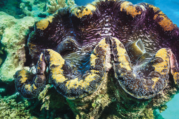 Big Cat Green Island_Snorkel Experience Big Cat Green Island_Snorkel Experience