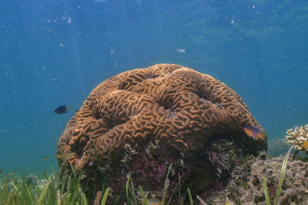 Big Cat Green Island_Snorkel Experience_Coral