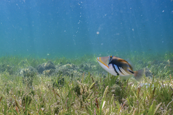 Big Cat Green Island_Snorkel Experience_Fish Big Cat Green Island_Snorkel Experience_Fish