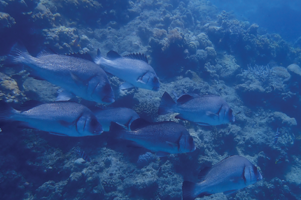 Big Cat Green Island_Snorkel Safari_Fish Big Cat Green Island_Snorkel Safari_Fish