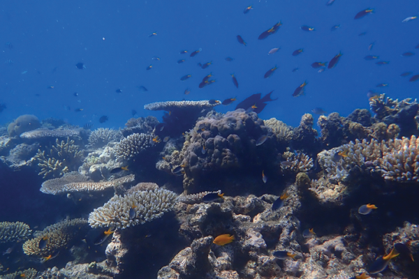 Big Cat Green Island_Snorkel Safari_Fish Big Cat Green Island_Snorkel Safari_Fish