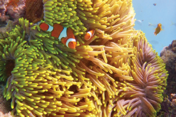 Big Cat Green Island_Snorkel Safari_Nemo Big Cat Green Island_Snorkel Safari_Nemo