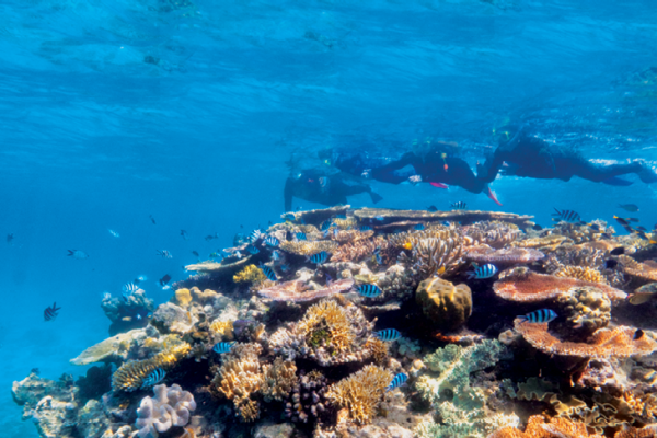 Big Cat Green Island_Snorkel Safari Big Cat Green Island_Snorkel Safari